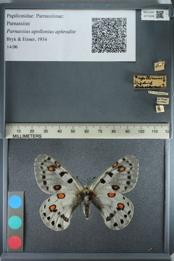 Media type: image;   Entomology 174236